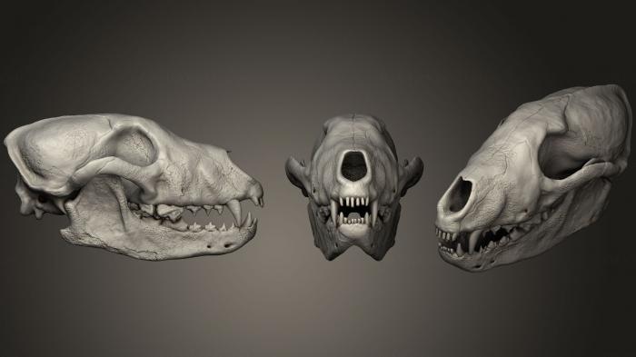 Anatomy of skeletons and skulls (ANTM_1060) 3D model for CNC machine